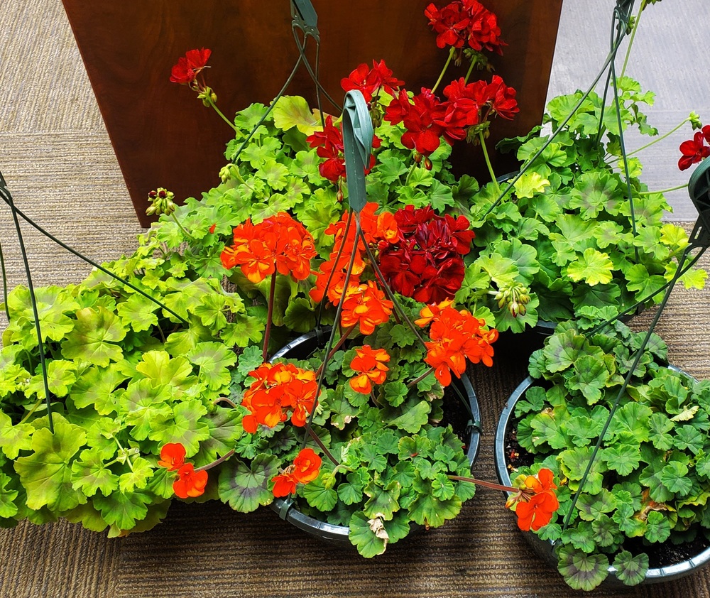 Winners Receive Flowers